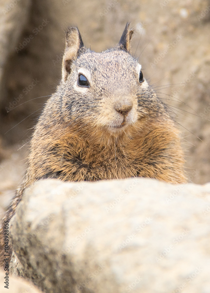 Naklejka premium Nahaufnahme eines kalifornischen Ziesel