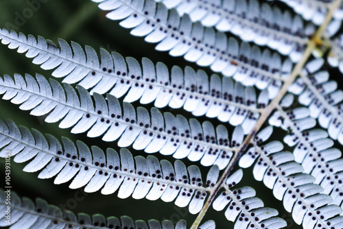 silver fern