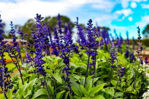flowers in the field