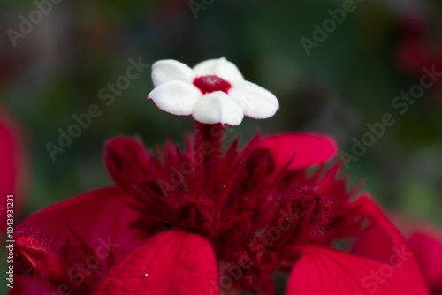 red poppy flower