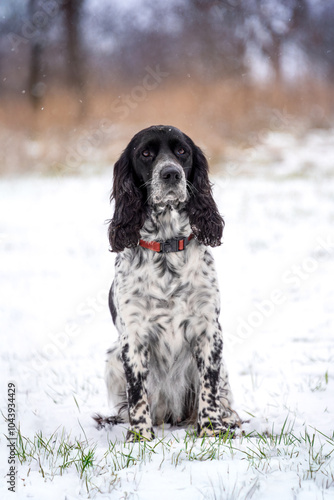 A cute black and white dog with long ears of the hunting spaniel breed is sitting on a snowy winter meadow near the forest. It is snowing. photo