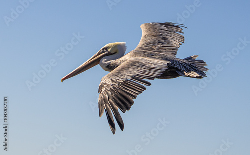 Pelikan an der kalifornischen Küste photo