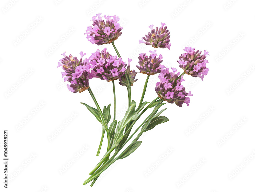 Vibrant pink clover flowers with lush green leaves create a lively and fresh display. Vibrant pink clover flowers with lush green leaves create a lively and fresh display.