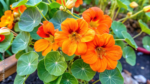 Nasturtium plant with orange flowers growing in the garden #1043956687