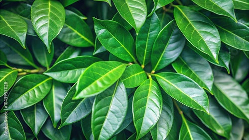 Wallpaper Mural Close-up view of cherry laurel leaves Torontodigital.ca