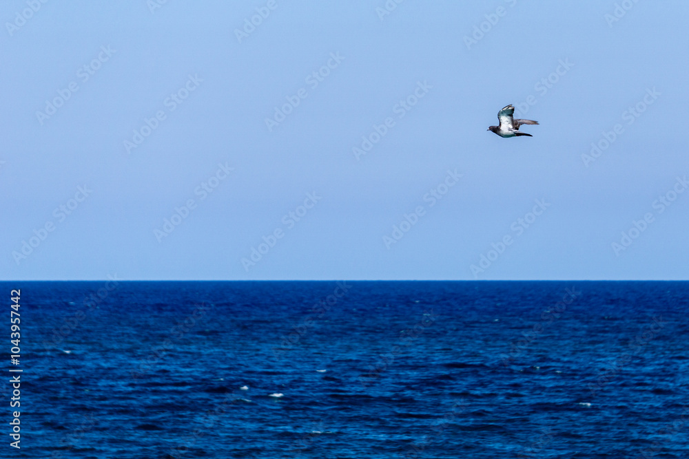 Fototapeta premium Bird over the sea
