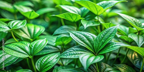 Close-up view of green leaves and stems of Tiliacora triandra Colebr Diels Menispermaceae