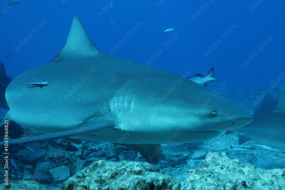 Fototapeta premium portrait of a bull shark