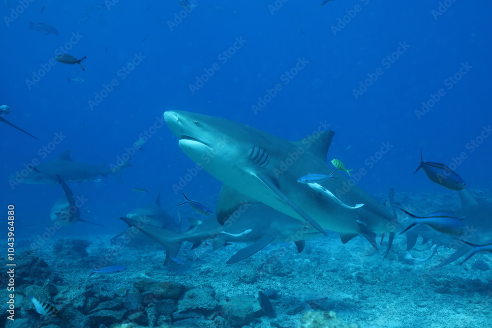 Fototapeta premium bull shark