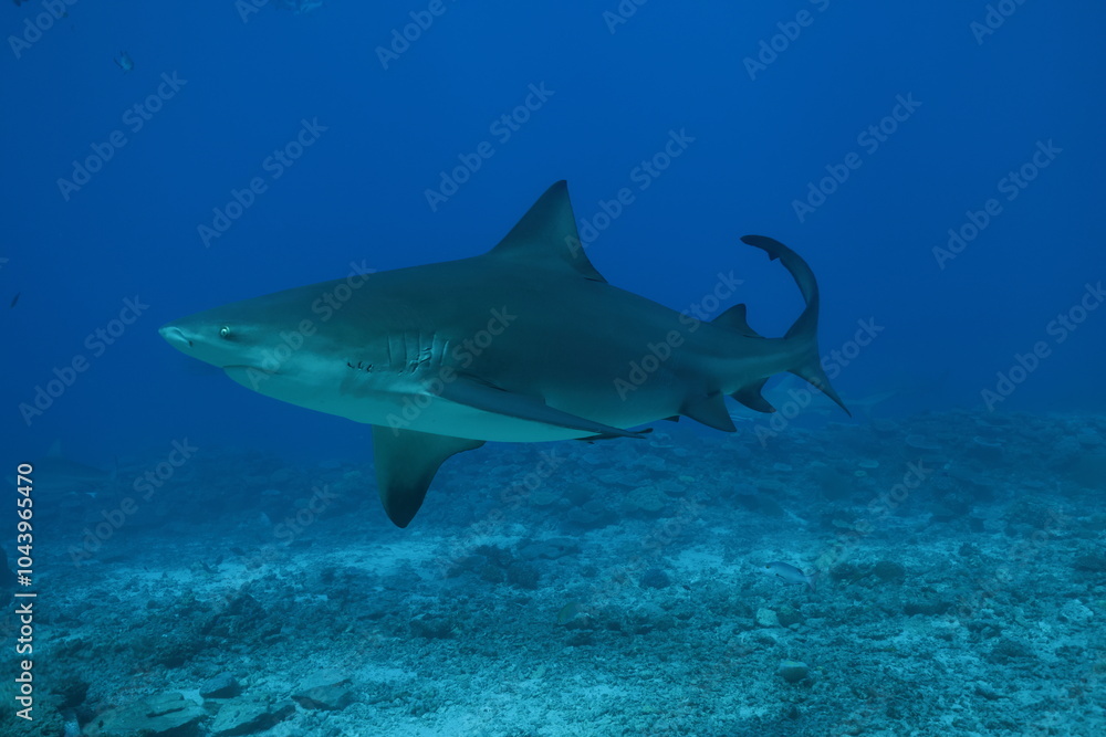 Fototapeta premium Bull shark