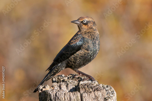Rusty Blackbird 04