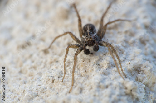 spider on the wall