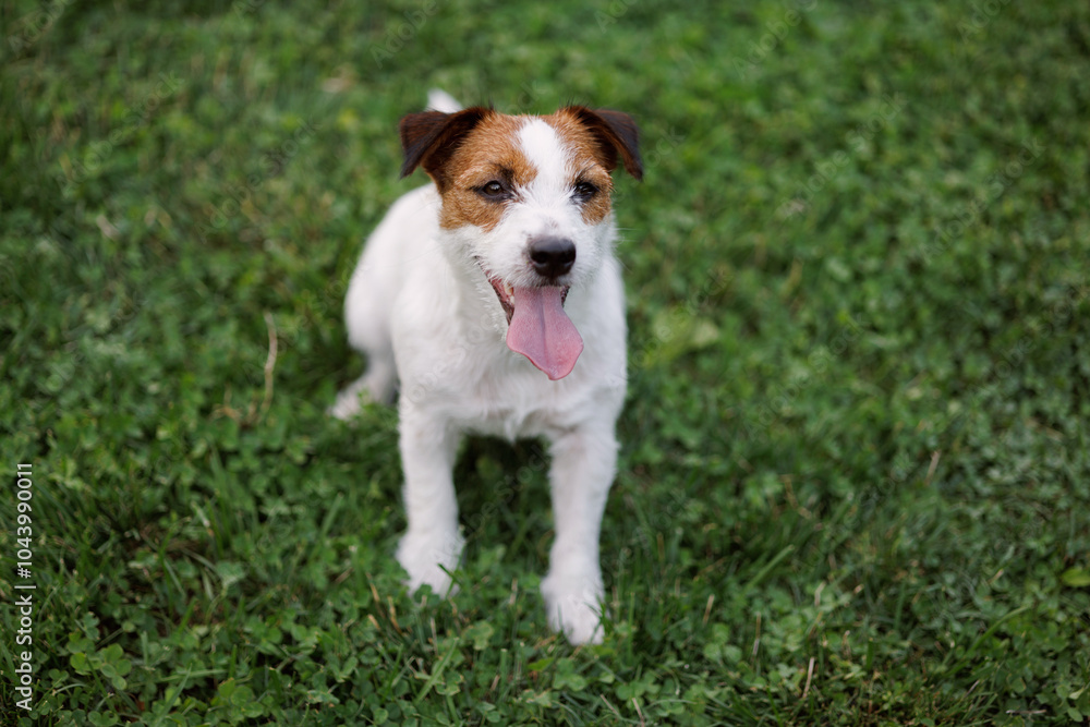 dog of the Jack Russell Terrier breed in the park on the green grass at sunset. dog of the Jack Russell Terrier breed in the park on the green grass at sunset.