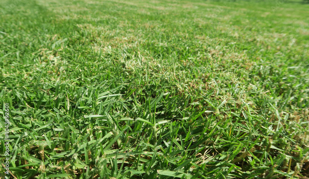 dense lawn grass. The green lawn is short-cropped dense lawn grass. The green lawn is short-cropped