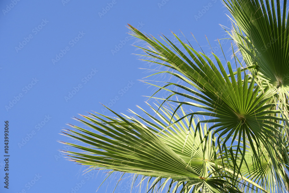 frame for decoration with palm and coconut leaves frame for decoration with palm and coconut leaves