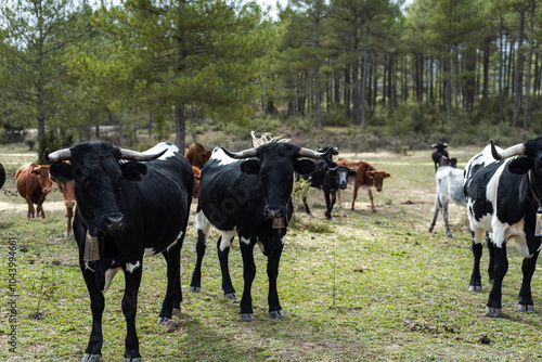 Black and white fighting cattle gathered in a forest pasture photo