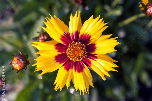 A vibrant yellow and red Coreopsis flower in full bloom, captured from above. The flower features symmetrical petals with red accents against a natural green background.