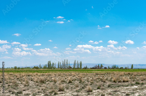 field in the spring