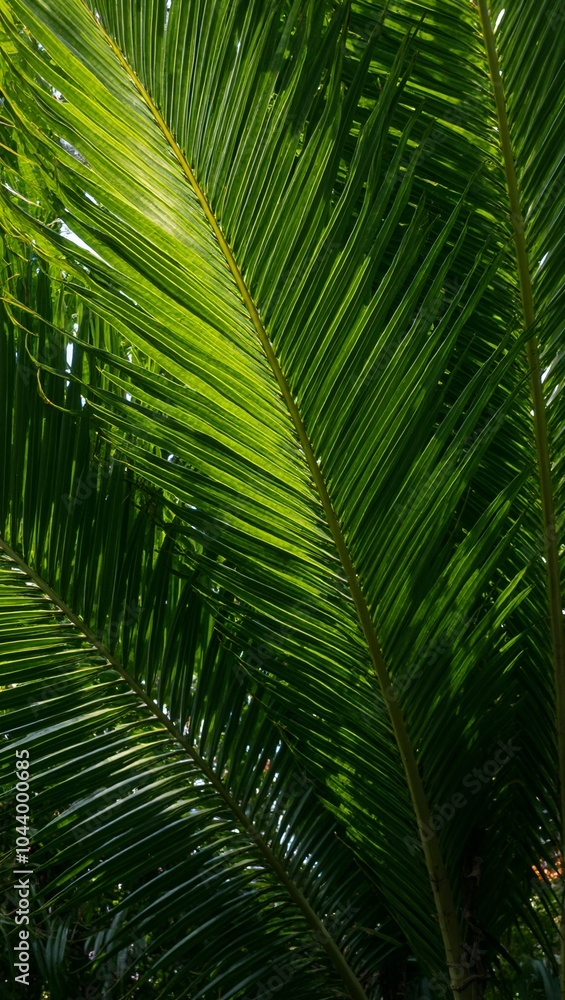 Vibrant tropical palm leaves creating a lush canopy in soft sunlight Vibrant tropical palm leaves creating a lush canopy in soft sunlight