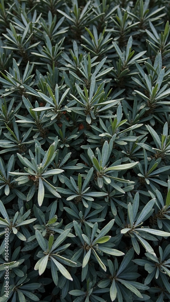 Vibrant olive tree leaves creating a textured green background Vibrant olive tree leaves creating a textured green background