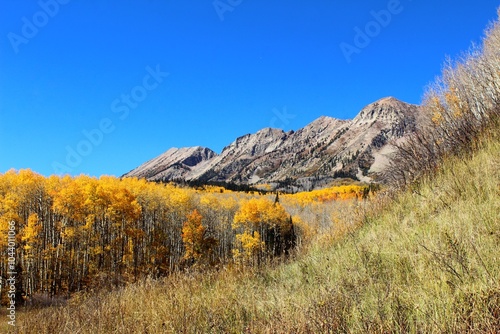 Mountain landscape with yellow aspen groves in fall 