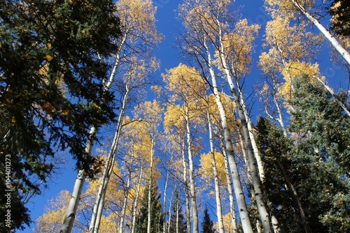Autumn tress in forest with blue sky 