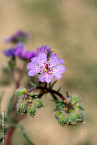 Macrography a tiny pink flower