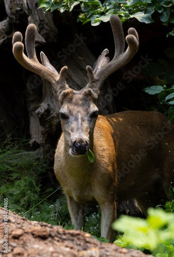 Close-up of a deer chewing on leaves