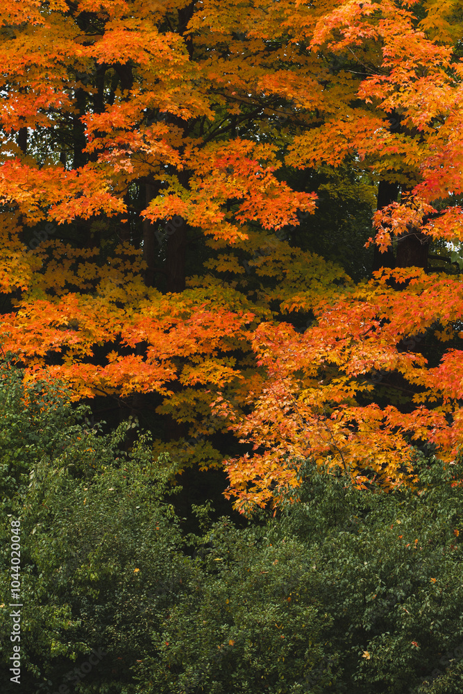 Autumn Foliage in Full Bloom: Red and Yellow Leaves in Seasonal Transition Autumn Foliage in Full Bloom: Red and Yellow Leaves in Seasonal Transition