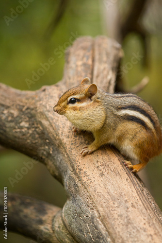 Small chipmunk freezes on top of a branch with its cheeks stuffed with food