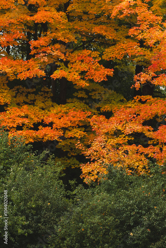 Autumn Foliage in Full Bloom: Red and Yellow Leaves in Seasonal Transition