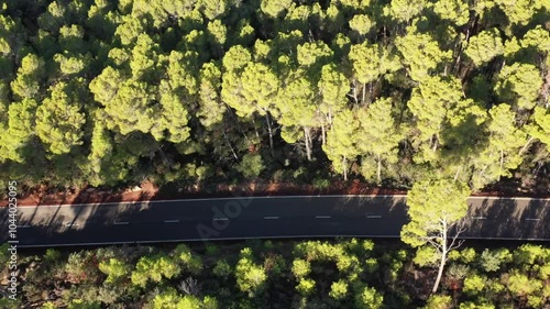 Birds eye view of trees and road