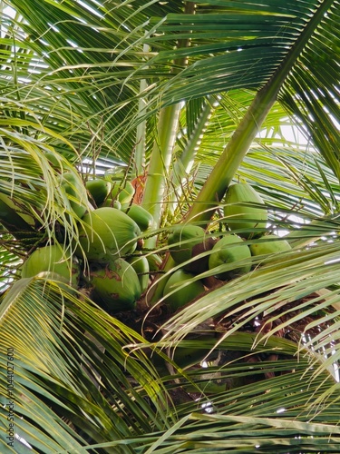 Coconut Palm Tree It's Natural It's Healthy 