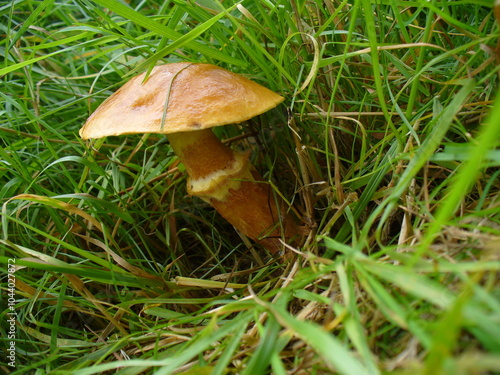 Edible mushroom Suillus grevillei in green grass - close-up shot. Topics: mushroom picking, beauty of nature, natural environment, season, macro, flora, forestry