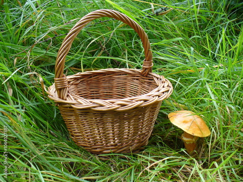 Edible mushroom Suillus grevillei and brown wicker basket in green grass - close-up shot. Topics: mushroom picking, beauty of nature, natural environment, season, macro, flora, forestry