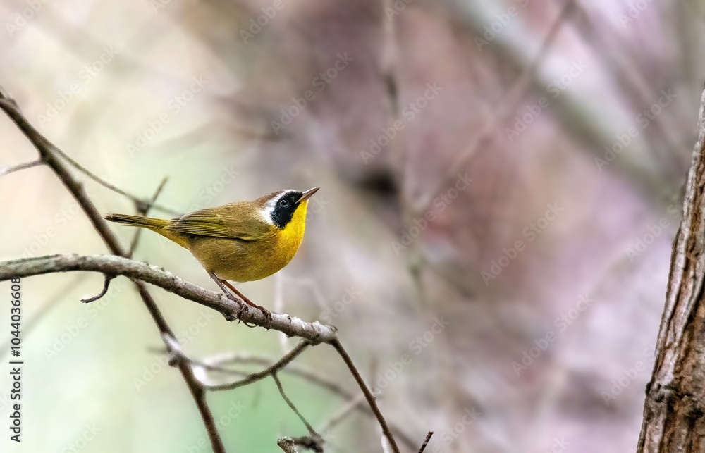 common yellowthroat up close and unobscured common yellowthroat up close and unobscured