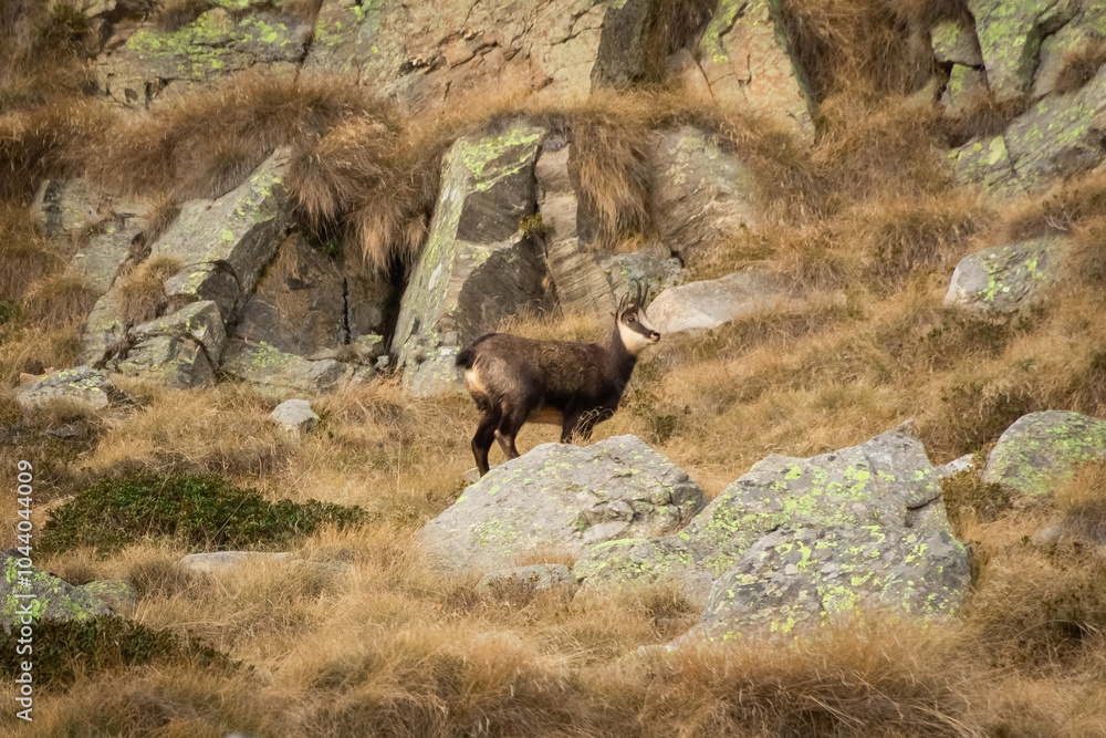 Wild Chamois in Gran Paradiso National Park, Italy Wild Chamois in Gran Paradiso National Park, Italy