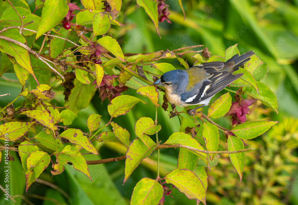 Obraz premium Azores chaffinch (Fringilla moreletti) a small passerine bird endemic to the Azores archipelago. Locally known as tentilhão or sachão.