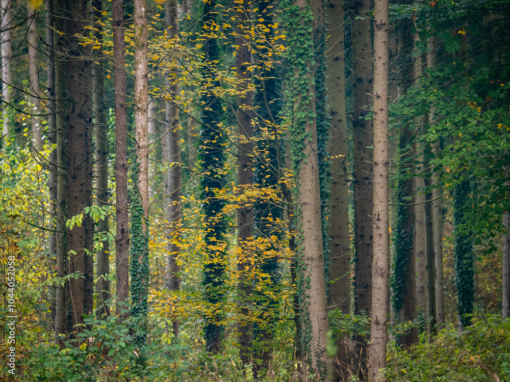 Obraz premium Wiederaufforstung nach Abholzung im Mischwald