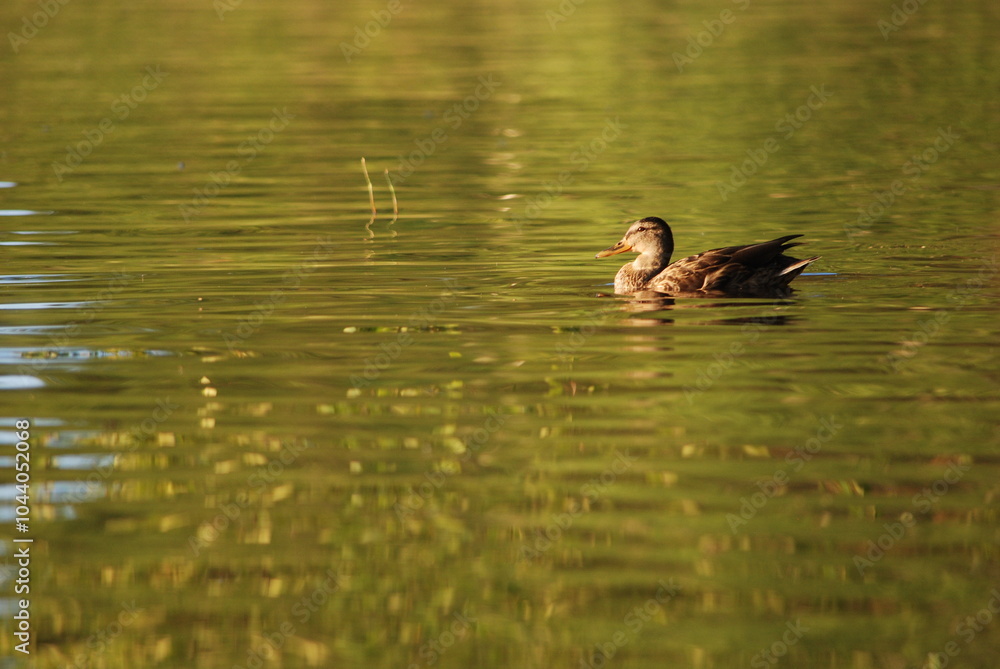 Wild ducks. Forest lake, on the shore grow reeds, bushes and trees. Several wild birds swim on the water near the shore. They have a brown-black color, ducks are looking for food in shallow water. Wild ducks. Forest lake, on the shore grow reeds, bushes and trees. Several wild birds swim on the water near the shore. They have a brown-black color, ducks are looking for food in shallow water.