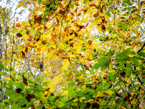 Herbstlich gefärbte Bäume im Mischwald