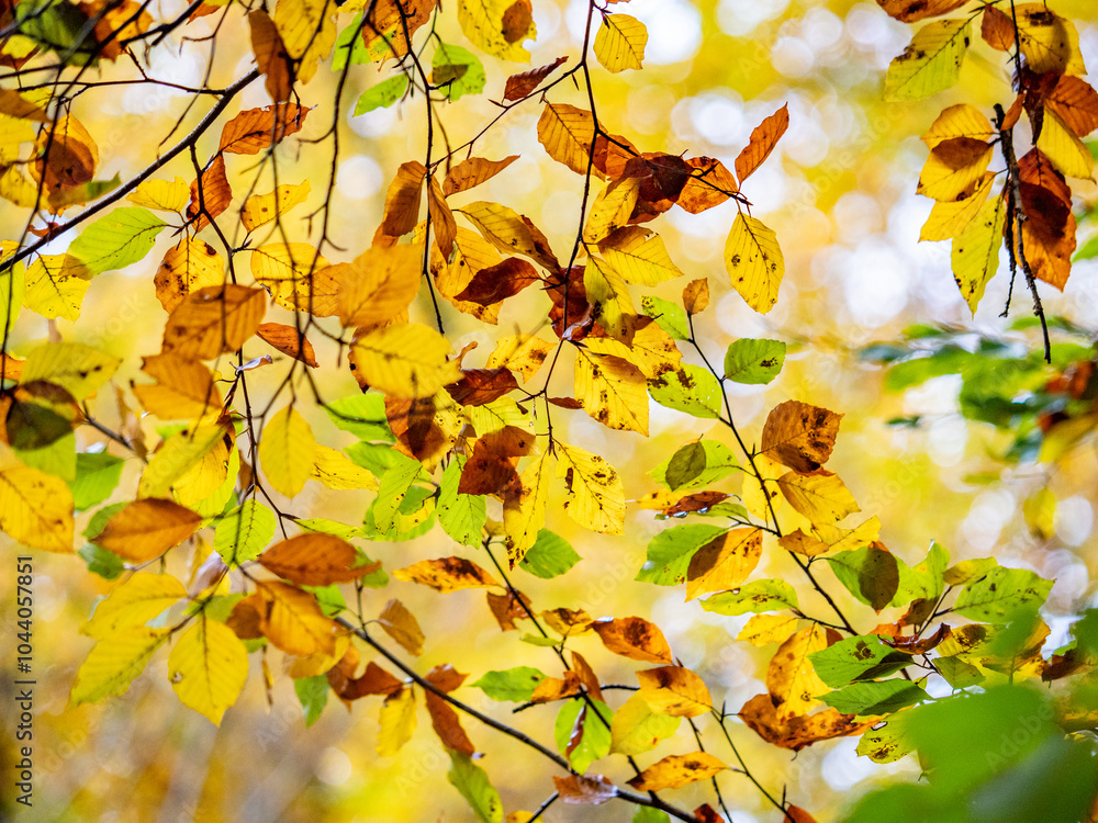 Fototapeta premium Herbstlich gefärbte Bäume im Mischwald