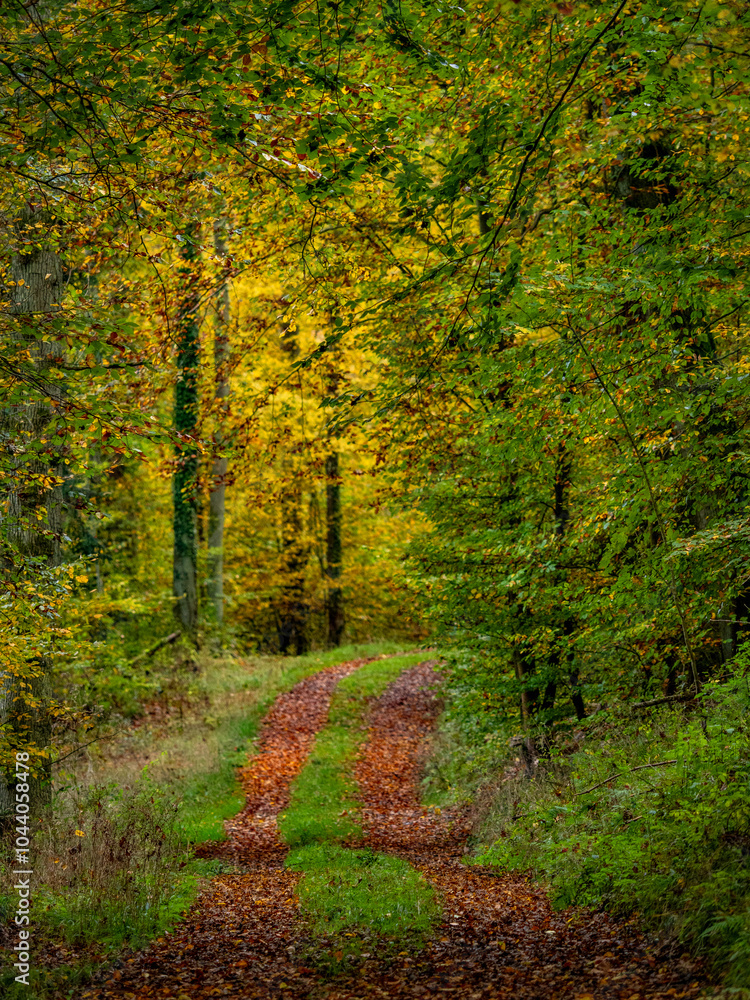 Obraz premium Waldweg im Herbst