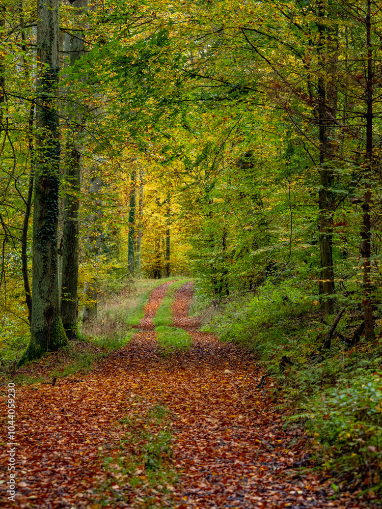 Obraz premium Waldweg im Herbst