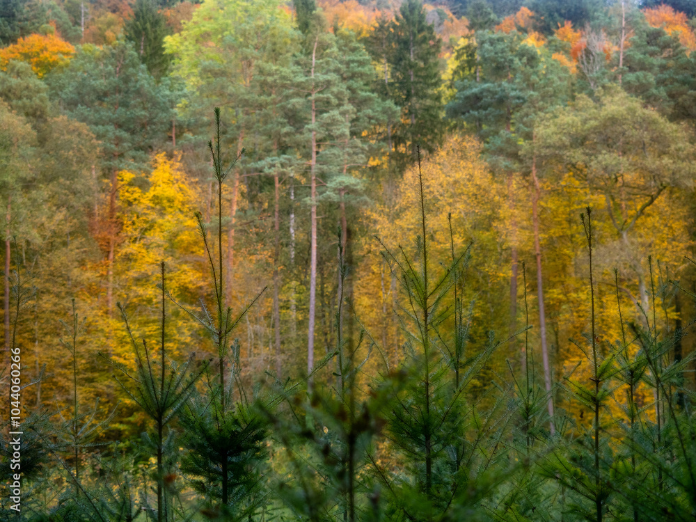 Naklejka premium Wiederaufforstung nach Abholzung im Mischwald