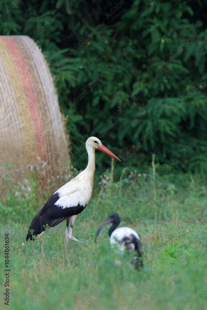Fototapeta premium bellezze al campo