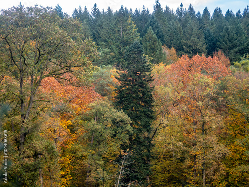 Herbstlich gefärbte Bäume im Mischwald