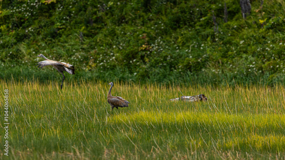 Sandhill Crane Anchorage Alaska, Wildlife of Alaska, Birds on the Coast Sandhill Crane Anchorage Alaska, Wildlife of Alaska, Birds on the Coast