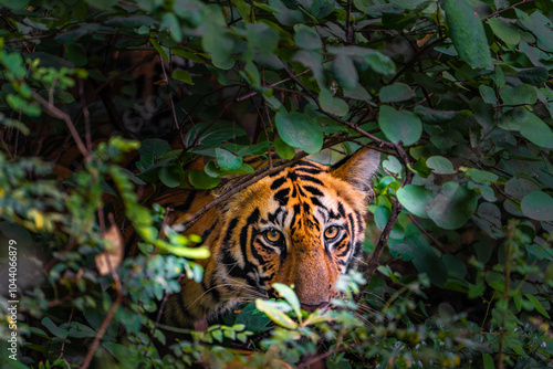 Konstfotografi tiger in woods