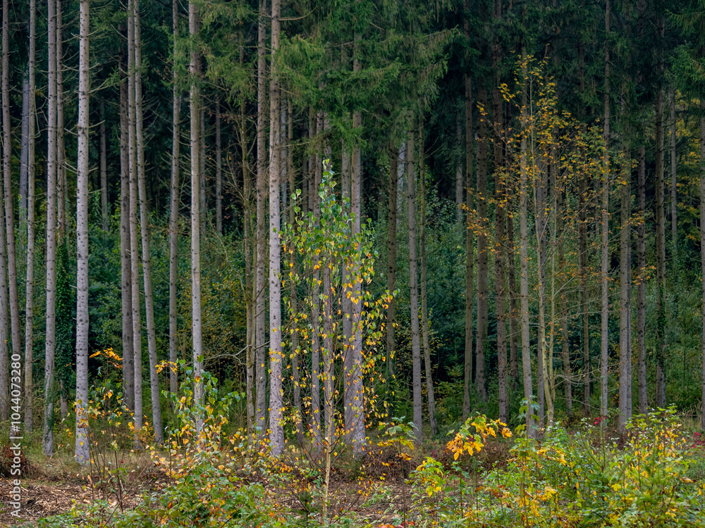 Fototapeta premium Wiederaufforstung nach Abholzung im Mischwald